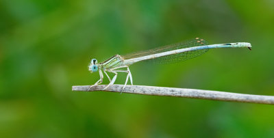 White Featherleg / Witte breedscheenjuffer