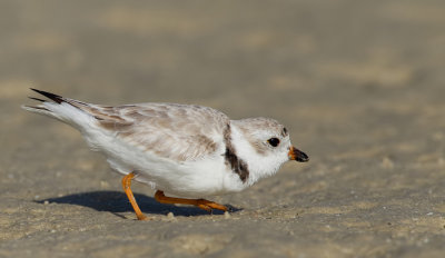 Pipingplover / Dwergplevier