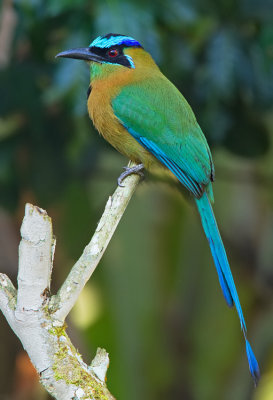 Blue-diademed Motmot / Lessons Motmot