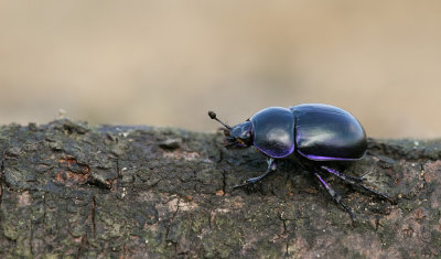 Geotrupes vernalis / Voorjaarsmestkever