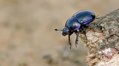 Geotrupes vernalis / Voorjaarsmestkever