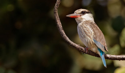 Striped kingfisher / Gestreepte ijsvogel