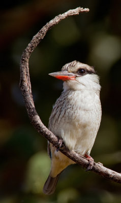Striped kingfisher / Gestreepte ijsvogel