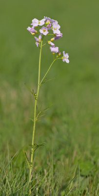 Cuckoo flower / Pinksterbloem