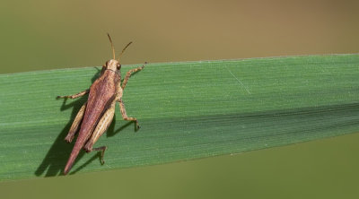 Slender Groundhopper / Zeggendoorntje