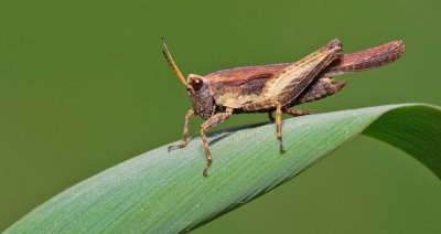 Slender Groundhopper / Zeggendoorntje