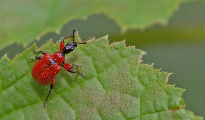 Hazel-leaf roller weevil / Hazelaarbladrolkever