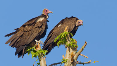 Hooded vulture / Kapgier