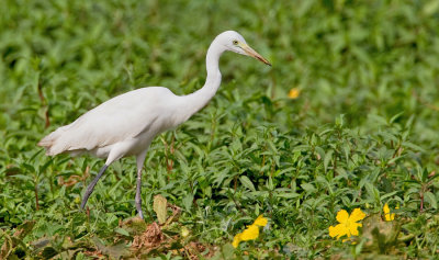 Intermediate heron / Middelste zilverreiger 
