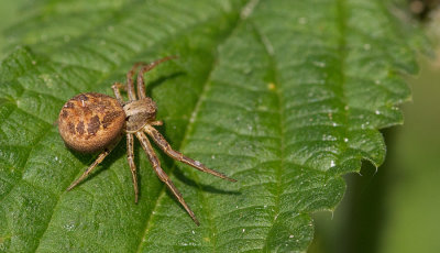 Red Crab-spider / Boskrabspin