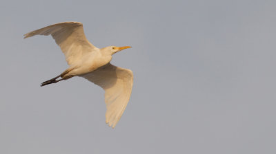 Cattle Egret / Koereiger