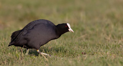 Eurasian Coot / Meerkoet