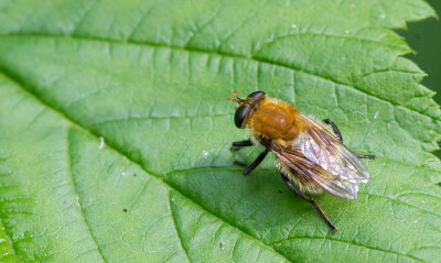 Criorhina berberina / Kleine woudzwever
