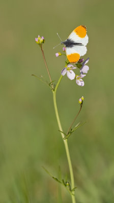 Orange Tip / Oranjetipje