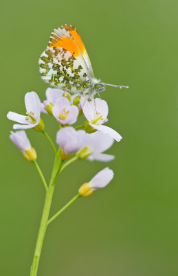Orange Tip / Oranjetipje