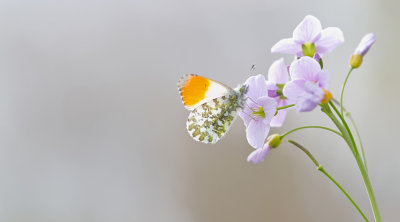 Orange Tip / Oranjetipje