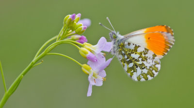 Orange Tip / Oranjetipje