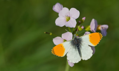 Orange Tip / Oranjetipje