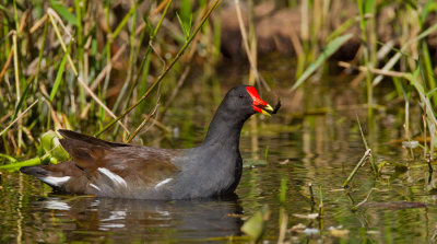 Common Gallinule / Amerikaans waterhoen