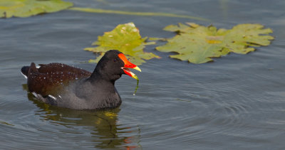 Common Gallinule / Amerikaans waterhoen