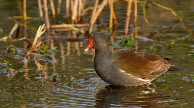 Common Gallinule / Amerikaans waterhoen