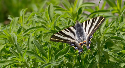 Iberian Scarce Swallowtail / Spaanse Koningspage