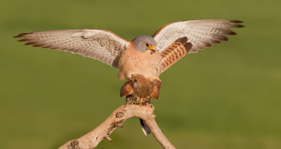 Lesser kestrel / Kleine torenvalk