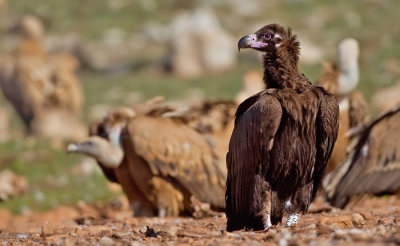 Cinereous vulture / Monniksgier