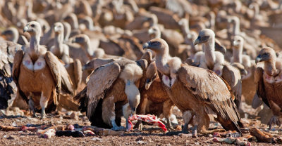 Eurasian Griffon Vulture / Vale gier