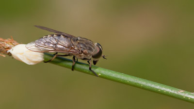 Large marsh horsefly / Grijze runderdaas