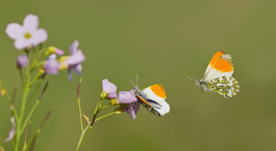 Orange Tip / Oranjetipje