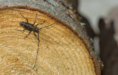 Monochamus sartor