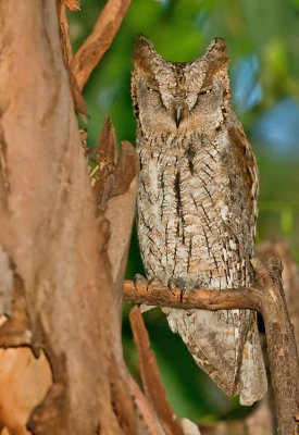 Scops owl / Dwergooruil