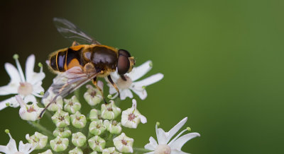 Stripe-faced Dronefly / Puntbijvlieg
