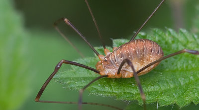 Opilio canestrinii / Rode hooiwagen