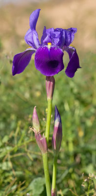 Iris latifolia / English Iris