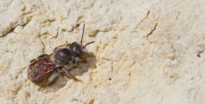 Osmia andrenoides