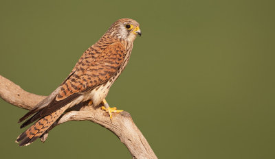 Lesser kestrel / Kleine torenvalk