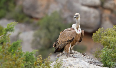 Eurasian Griffon Vulture / Vale gier