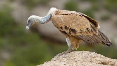 Eurasian Griffon Vulture / Vale gier