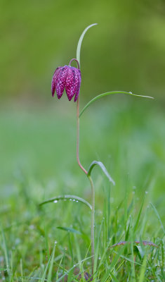 Snake's head fritillary / Kievitsbloem