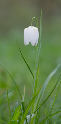 Snake's head fritillary / Kievitsbloem