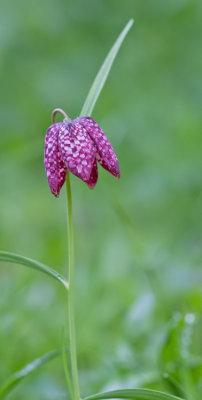Snake's head fritillary / Kievitsbloem