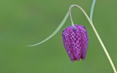 Snake's head fritillary / Kievitsbloem