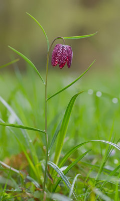 Snake's head fritillary / Kievitsbloem