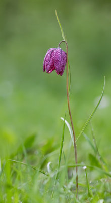 Snake's head fritillary / Kievitsbloem