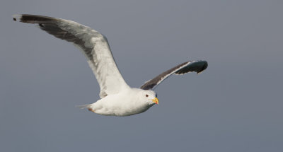 Greater Black-backed Gull / Grote mantelmeeuw