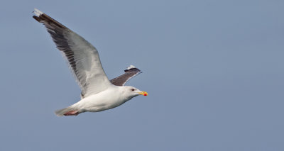 Greater Black-backed Gull / Grote mantelmeeuw