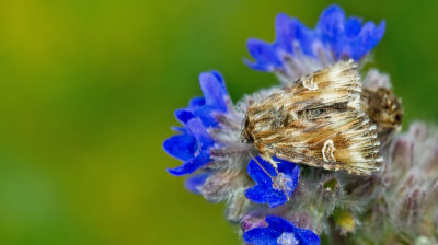Actinotia radiosa