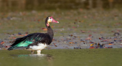 Spur-winged goose / Spoorwiekgans